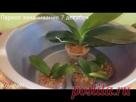 Эксперимент с чесночным расствором и янтарной кислотой над орхидеями