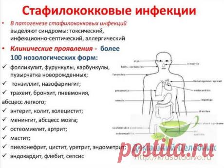 Стафилококк боится череды и эвкалипта: народное лечение стафилококковых инфекций на коже и слизистых На сегодняшний день насчитывают уже 27 разновидностей стафилококка. Примерно 14 различных видов стафилококка постоянно находятся на коже и слизистых оболочках человека.

Например, эпидермальный стафил…