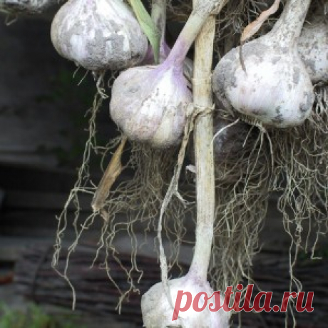 Удобрения для чеснока осенью - Огород без забот