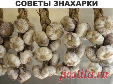 Старинные знахарские советы 
 
• Хорошее средство при увеличении селезенки — настой тысячелистника и календулы. Смешайте по 50 г этих трав и залейте 0,5 л крутого кипятка. Закройте крышкой и оставьте настаиваться при комнатной температуре, пока не остынет. Пейте по стакану 2 раза в день до полного излечения. 
 
• Головную боль снимает чеснок с молоком. Раздавите или мелко нарежьте 10 зубчиков, зал