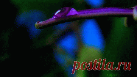 Плейкаст «САКСОФОН И ЖИВЫЕ ЦВЕТЫ!»