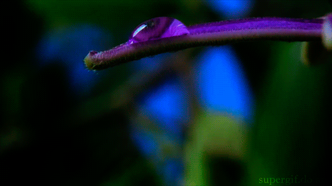 Плейкаст «САКСОФОН И ЖИВЫЕ ЦВЕТЫ!»