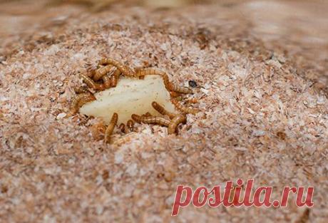 Как вывести проволочника на огороде, не прибегая к пестицидам