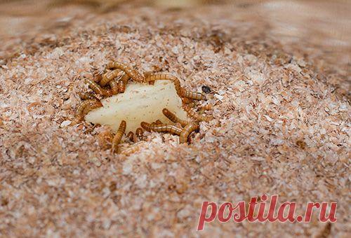 Как вывести проволочника на огороде, не прибегая к пестицидам