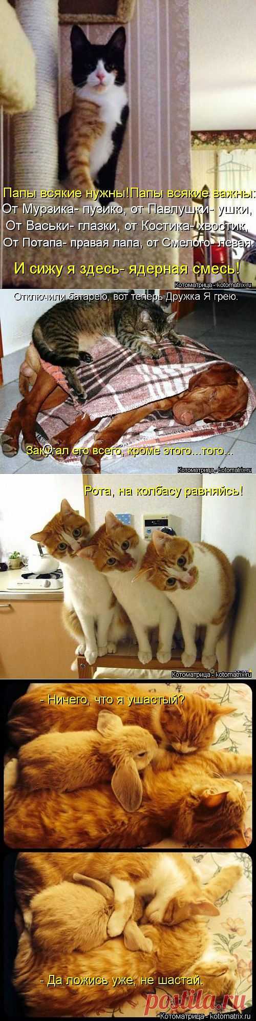 Новые прелестные котоматрицы | Четвероногий юмор
