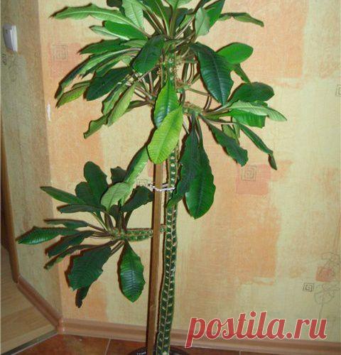 Потомки Рюриковичей через Арбитражный суд требуют "небольших покоев" в Московском Кремле