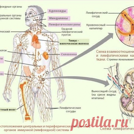 Упражнения для УЛУЧШЕНИЯ работы лимфатической СИСТЕМЫ.