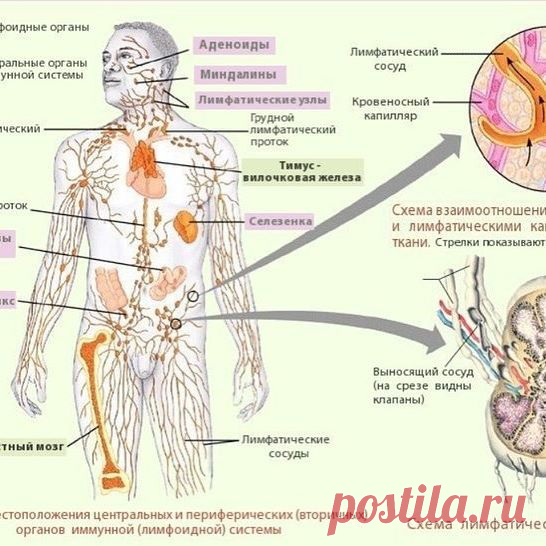 Упражнения для УЛУЧШЕНИЯ работы лимфатической СИСТЕМЫ.