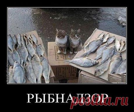 (56) Одноклассники