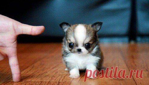 Голосование Мисс/Мистер