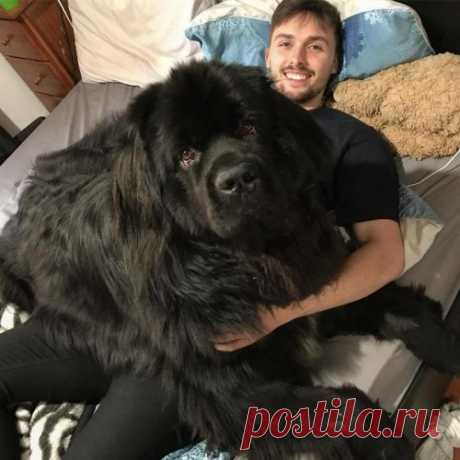 Интернет-пользователи публикуют фотографии своих ньюфаундлендов, и эти очаровательные гиганты похожи на домашних медведей (27 фото) . Тут забавно !!!