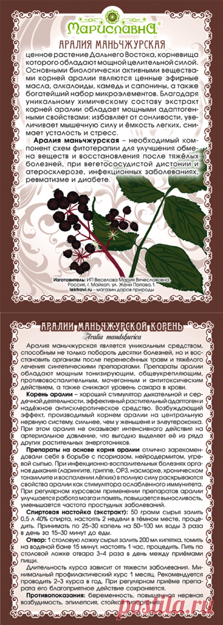 Аралия маньчжурская