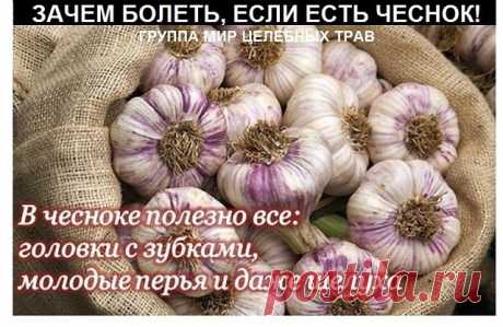 Зачем болеть, когда есть чеснок. 

То, что чеснок убивает патогенные микробы, вирусы, чистит организм, включая печень - знают многие, но употребляют его в сыром виде очень мало людей. Именно сырой чеснок приносит большую пользу организму человека, т.к. при термообработке уничтожаются многие целебные свойства и витамины.
Чеснок давали людям в тяжелых условиях труда, к примеру: в древнем Египте - при возведение пирамид и труд был более производительным. При раскопках гробниц...
