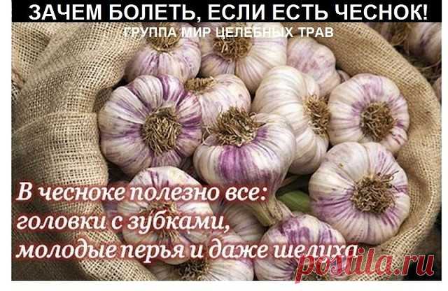 Зачем болеть, когда есть чеснок. 

То, что чеснок убивает патогенные микробы, вирусы, чистит организм, включая печень - знают многие, но употребляют его в сыром виде очень мало людей. Именно сырой чеснок приносит большую пользу организму человека, т.к. при термообработке уничтожаются многие целебные свойства и витамины.
Чеснок давали людям в тяжелых условиях труда, к примеру: в древнем Египте - при возведение пирамид и труд был более производительным. При раскопках гробниц...