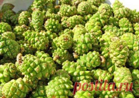 Варенье из сосновых шишек. Рецепты варенья из сосновых шишек. Как приготовить варенье из сосновых шишек в домашних условиях. Варенье из сосновых шишек - полезные советы.