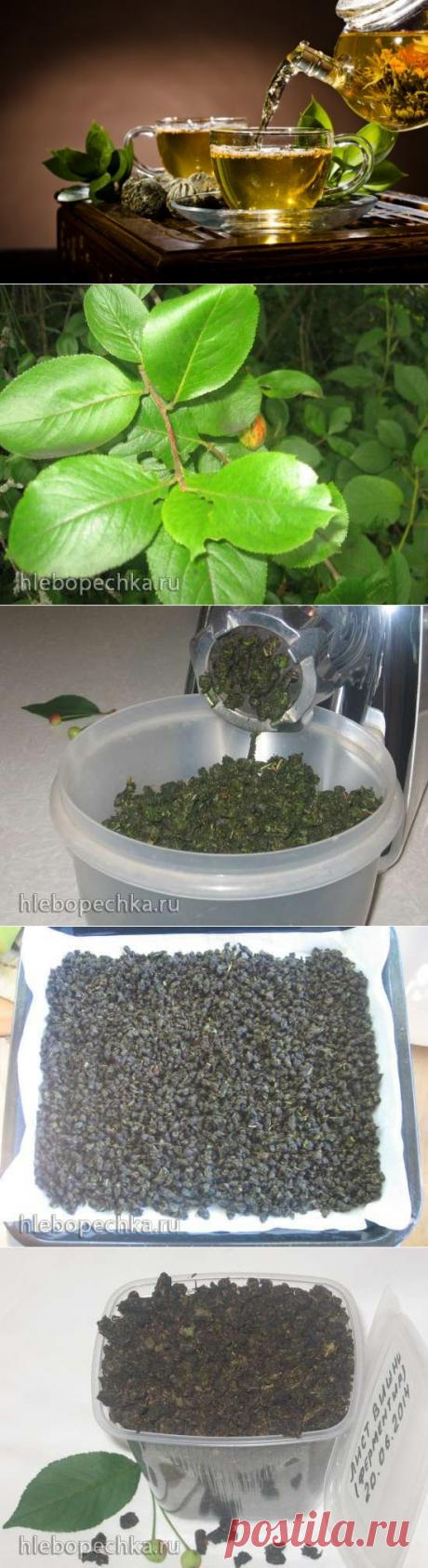 Ферментированный чай из листьев садовых и дикорастущих растений (мастер-класс)
