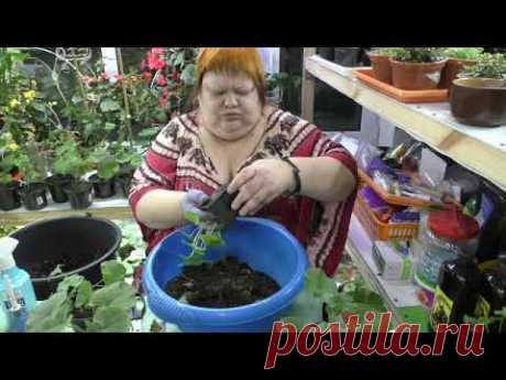 черенки пеларгоний. что делаю. январь
