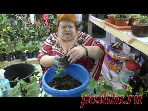 черенки пеларгоний. что делаю. январь