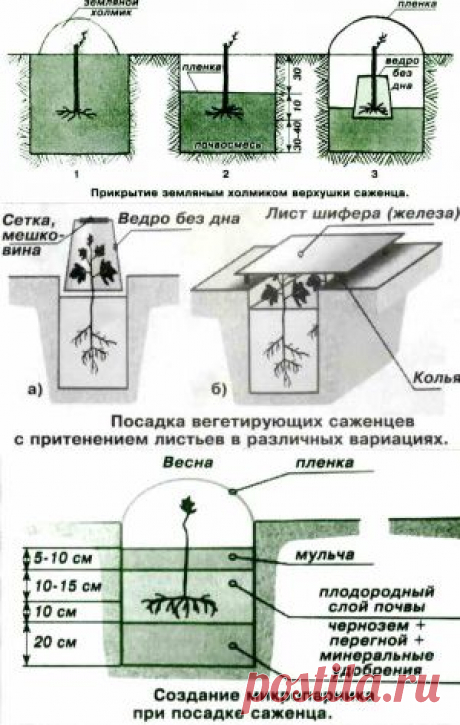 Техника весенней посадки саженцев винограда | Дача - впрок
