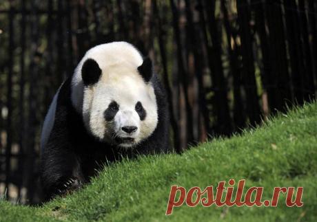 Животные в фотографиях | ФОТО НОВОСТИ