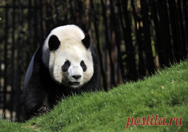 Животные в фотографиях | ФОТО НОВОСТИ