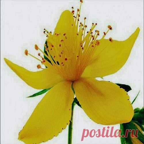 Зверобой все микробы убьет | Друг пенсионера