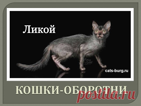 Ликой= кошка-оборотень !Страсть и обояние