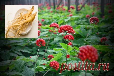 Лекарственные свойства женьшеня | Сад и Огород | Яндекс Дзен
