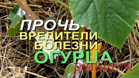 Обработка ОГУРЦА после первой недели посадки. | Зеленый Огород | Дзен