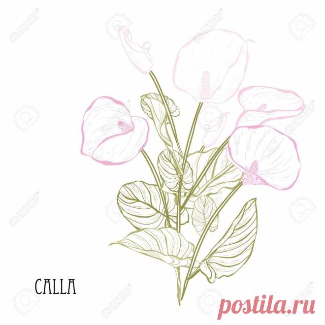 Flores De Calla Decorativas, Elementos De Diseño. Se Puede Utilizar Para Tarjetas, Invitaciones, Pancartas, Carteles, Diseño De Impresión. Ramo De Flores Ilustraciones Vectoriales, Clip Art Vectorizado Libre De Derechos. Image 126872122.