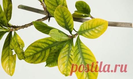 Пожелтение листьев у комнатных растений: причины, как эффективно бороться с проблемой