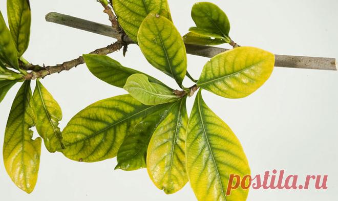 Пожелтение листьев у комнатных растений: причины, как эффективно бороться с проблемой