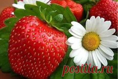 Создаем клубничную плантацию для богатого урожая.