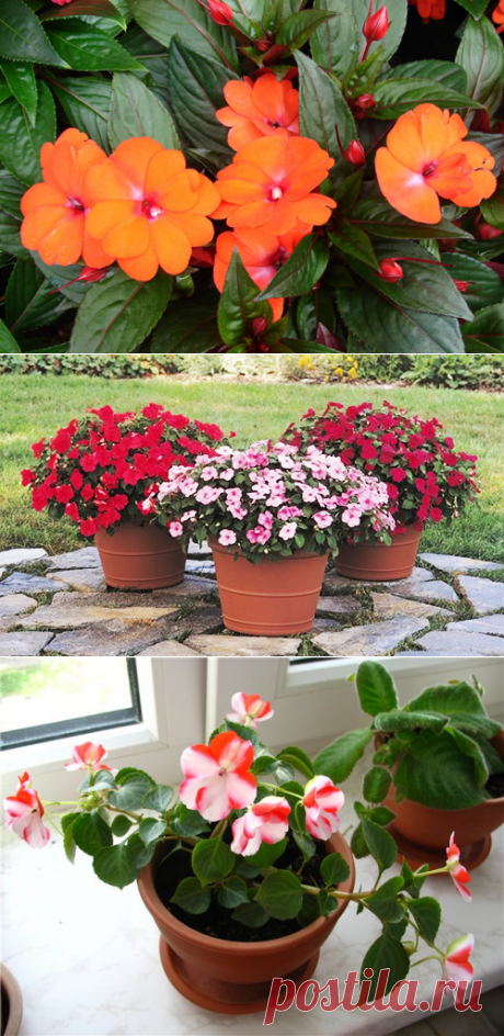 Бальзамин - уход и выращивание из семян в домашних условиях