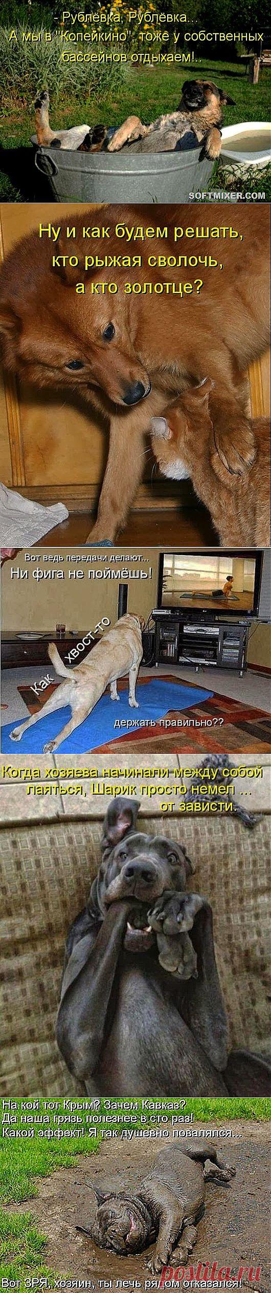 Собачьи радости или собакоматрица - 1 | 5минутка