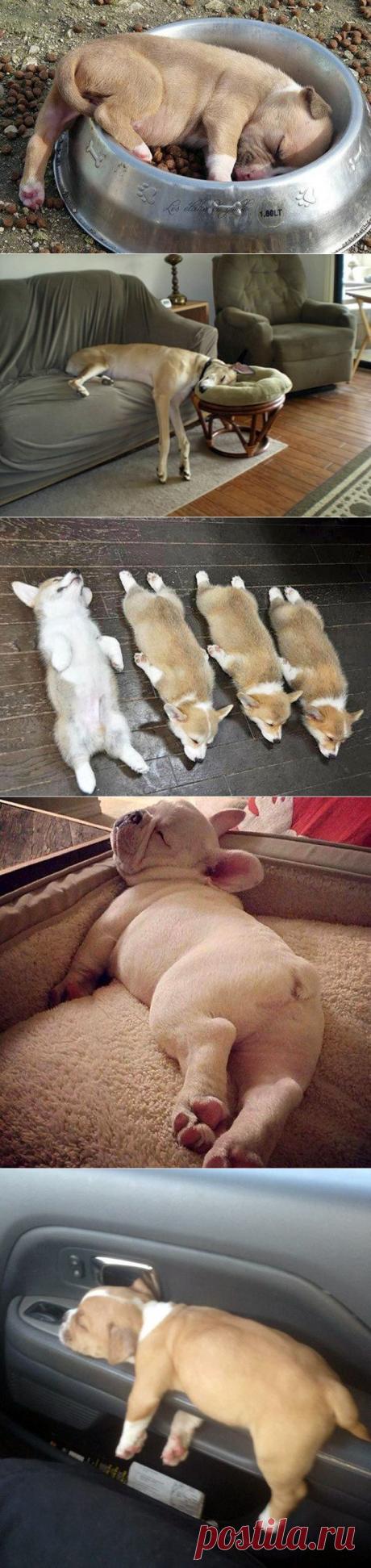 Глубокий собачий сон