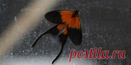 Semioptila banghaasi, Sakania, DRC
Представители рода #Semioptila из «длиннохвостого» семейства #Himantopteridae, словно опалённые безжалостным африканским солнцем