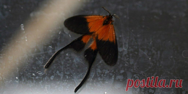 Semioptila banghaasi, Sakania, DRC
Представители рода #Semioptila из «длиннохвостого» семейства #Himantopteridae, словно опалённые безжалостным африканским солнцем