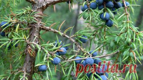 Чем полезен можжевельник? | Дары природы |