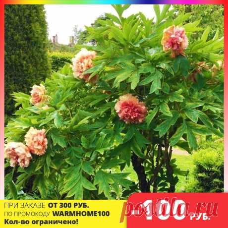400.0руб. 20% OFF|Paeonia suffruticosa seeds (5 pcs)| |   - AliExpress Smarter Shopping, Better Living!  Aliexpress.com