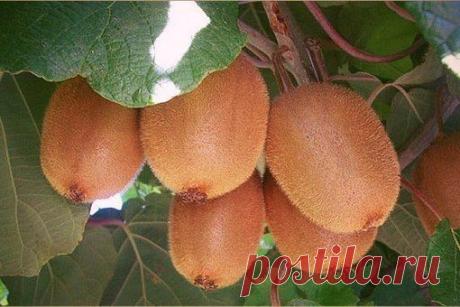 Выращиваем киви дома