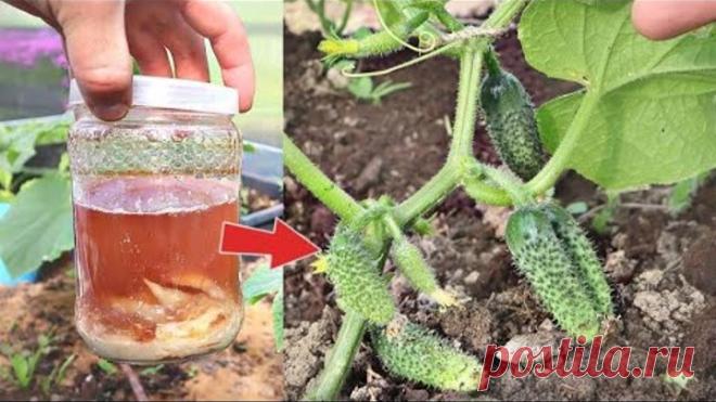 Сама не верила полила этим огурцы за ночь наросло 7 ящиков с грядочки! Картофельный настой огурцам!