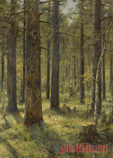 Художник Иван Августович Вельц (1866-1926).
«Сосновый лес», 1904 г.