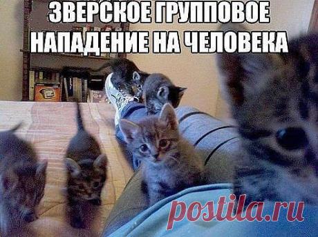 Группа: СМЕХ и НЕ только