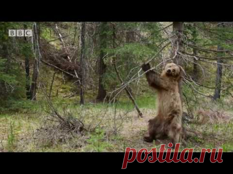 Бурые медведи танцуют тверк: видео — National Geographic Россия