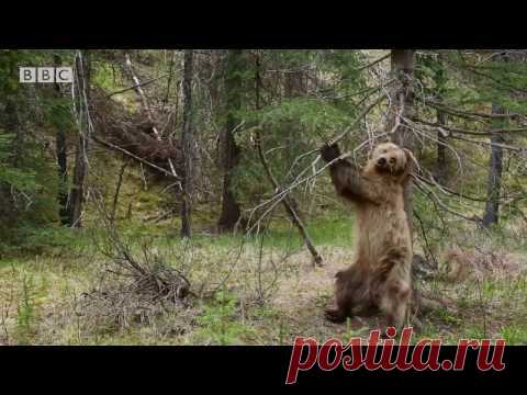 Бурые медведи танцуют тверк: видео — National Geographic Россия