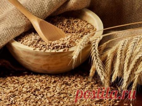 ЦЕЛЬНАЯ ПШЕНИЦА - ПУТЬ К ЗДОРОВЬЮ