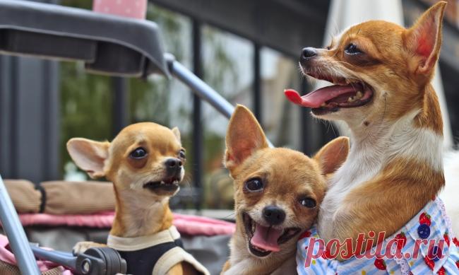 Только наши женщины умеют сиять, как звёзды, порхать, как мотыльки, расцветать, как розы и при этом пахать как лошади...