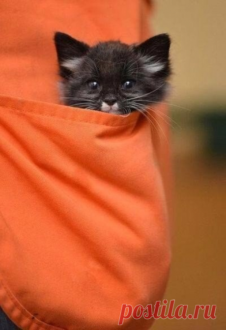 Мне бы Лето засунуть в Карманы, 
а Зимой доставать по чуть-чуть..
------------------------------