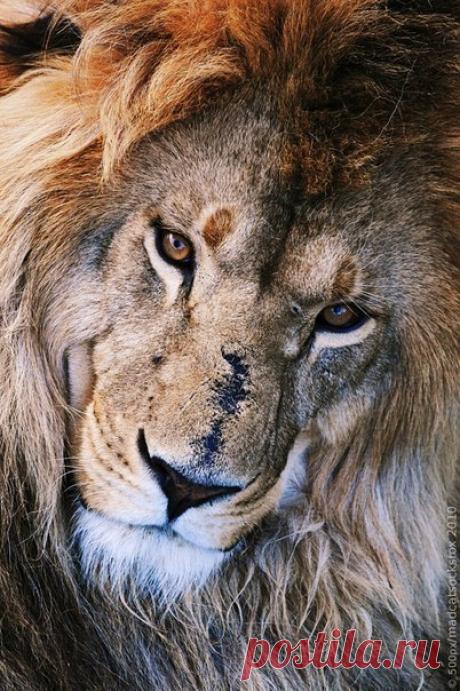 Будь благодарен проблемам, они показывают тебе, чего ты стоишь.